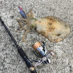 シャローエリア春イカエギング