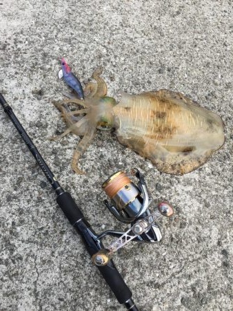 シャローエリア春イカエギング