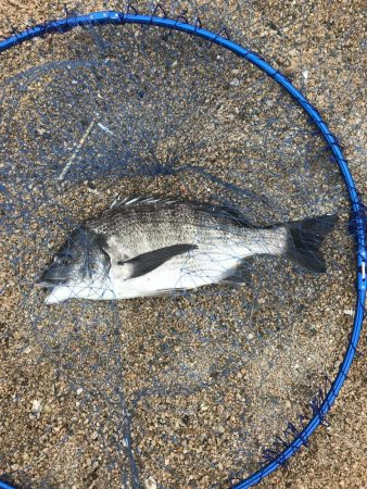 見えてる魚は釣れ無い