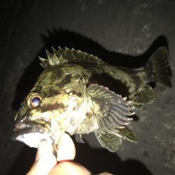 今年は相性が悪い？