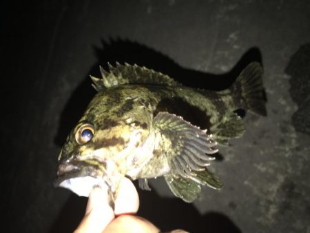 今年は相性が悪い？