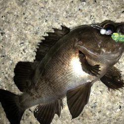 雨上がりメバリング