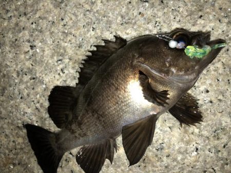 雨上がりメバリング