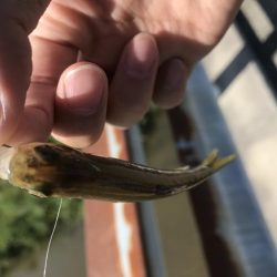 天神川スプーン調査