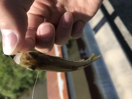 天神川スプーン調査