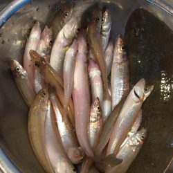 梅雨の晴れ間のキス釣り