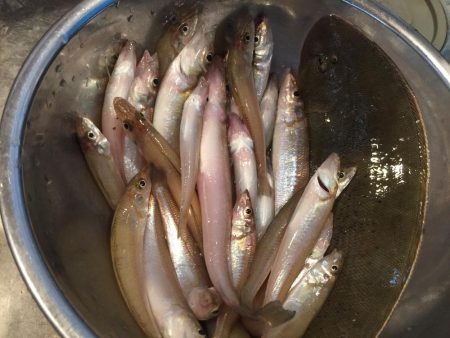 梅雨の晴れ間のキス釣り