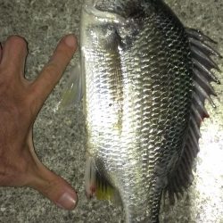 アオイソメが残ったので