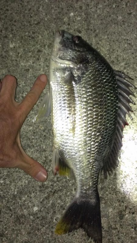 アオイソメが残ったので