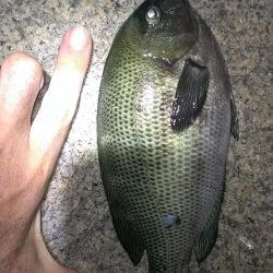 アオイソメがまた残ったので