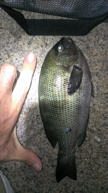 アオイソメがまた残ったので