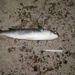 シーバスが留守中。