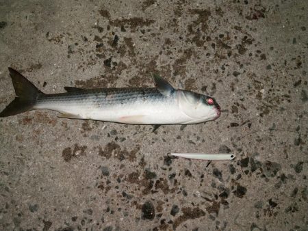 シーバスが留守中。