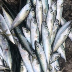 豆サバ、小サバ