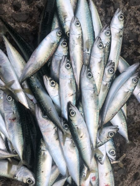 豆サバ、小サバ