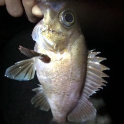 久々のメバリング