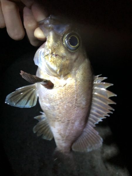 久々のメバリング