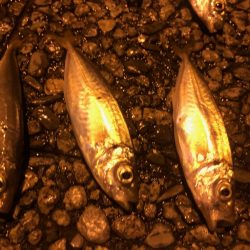 マジアジサビキ