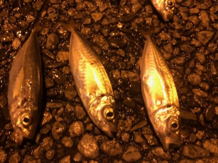 マジアジサビキ