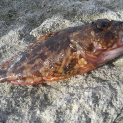 あらかぶ　かあ