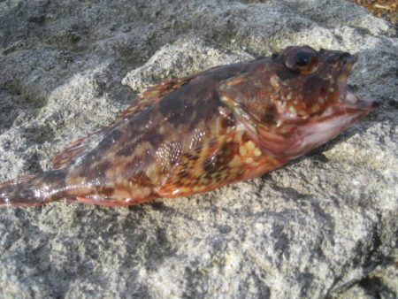 あらかぶ　かあ