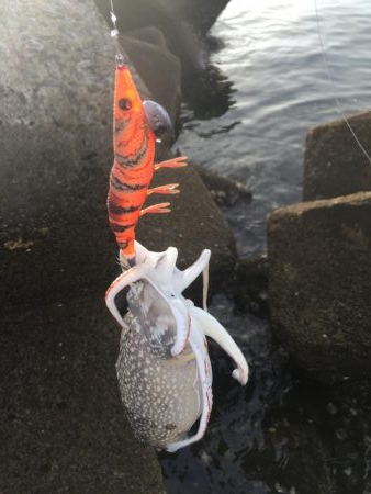 初場所　初モノ