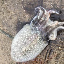 愛媛＆広島　釣り巡り