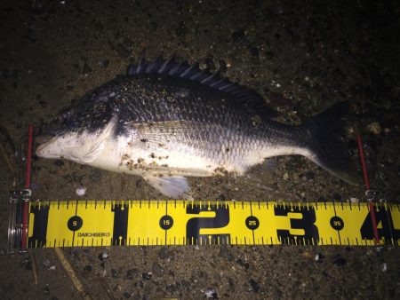 キビレ調査No、11