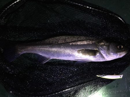 えっ、通常バチパターンでシーバス3本。