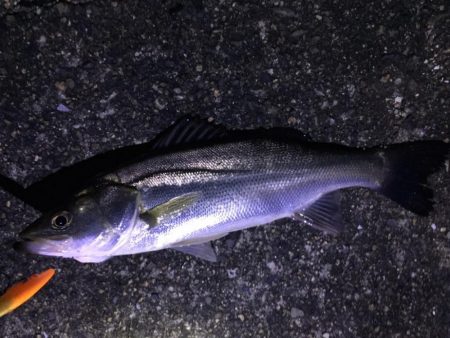 ドブ河川のバチパターンで5発。