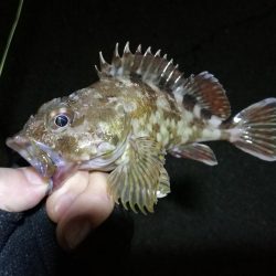 南港フェリーヘチ釣行 (好調キビレチヌ(44.5cm他)ガシラ3匹釣果)