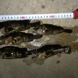 そろそろタケノコ釣りシーズン？