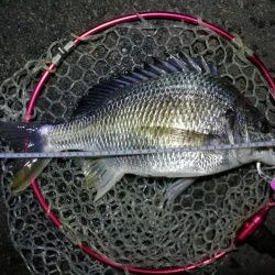 南港カモメ大橋釣行 (42cm,31cm,41cmキビレチヌ釣果有り)