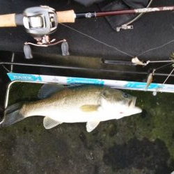 シャローアラバマ