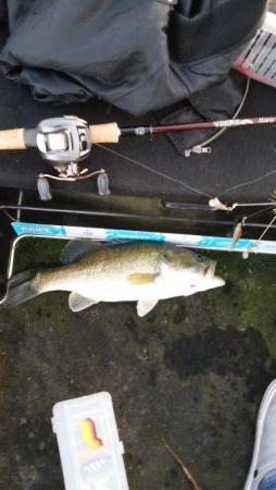 シャローアラバマ