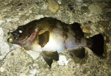 梅雨入り前のメバル！