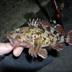 南港カモメ大橋釣行 (なんとか36cmキビレチヌ釣果他有り)