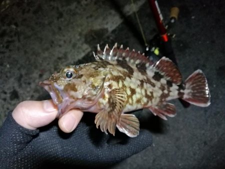 南港カモメ大橋釣行 （なんとか36cmキビ…