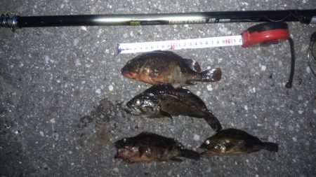 クロソイとカサゴ