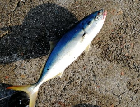 青物襲来。ボイル多数