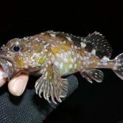 南港カモメ大橋ヘチ釣行 (キビレ42cm釣果有り他)