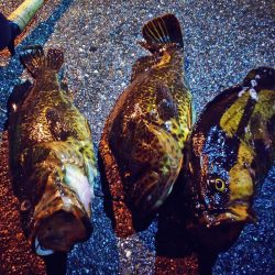 ハードロックフィッシュ！