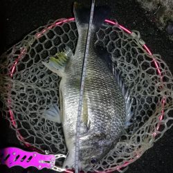 南港フェリーヘチ釣行 (雨天前キビレチヌ(39と37cm)ガシラ3匹釣果)