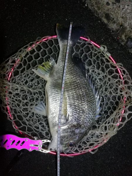 南港フェリーヘチ釣行 （雨天前キビレチヌ（…