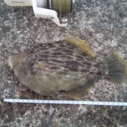 今週も加太港大波止でカワハギ