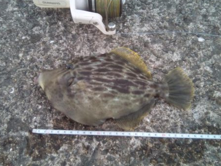 今週も加太港大波止でカワハギ