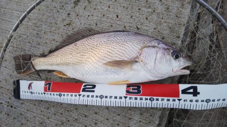 ルアーで赤グチ