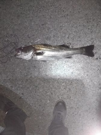 アジング→シーバス