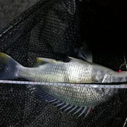 南港カモメ大橋ヘチ釣行 (キビレ32cm,31cm,25cmUP 釣果)