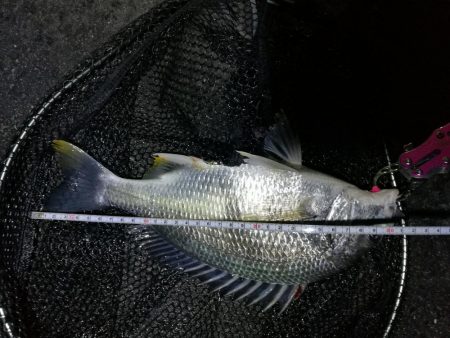 南港カモメ大橋ヘチ釣行 (キビレ32cm,31cm,25cmUP 釣果)